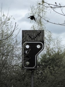 A crow is flying off from an abandoned railway semaphore. Un corbeau s'envole depuis un signal de train abandonné.