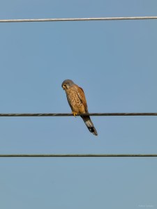 A lesser kestrel perched on a rail catenary line.

Un faucon crécerellette perché sur un caténaire.