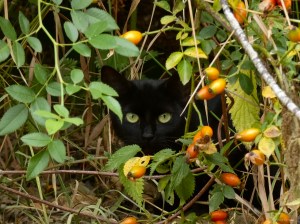 Link to the animals gallery.
Lien vers la galerie d'animaux.