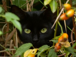 A black cat is hiding in a bush. It was hunting for pigeons until I rudely interrupted by walking there.

Un chat noir se cache dans les buissons. Il chassait des pigeons jusqu'à ce que je l'interrompe en marchant à cet endroit.