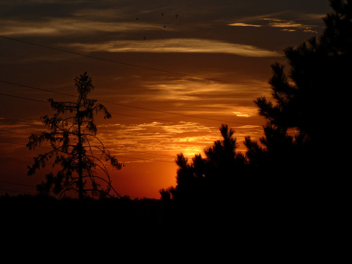 A sunset with silhouettes of trees and birds. Links to the gallery.

Un coucher de soleil avec des silhouettes d'arbres et d'oiseaux. Lien vers la galerie.
